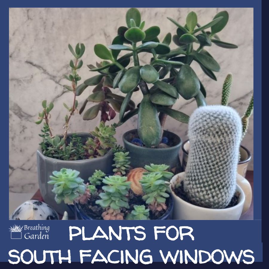 plants for south facing windows