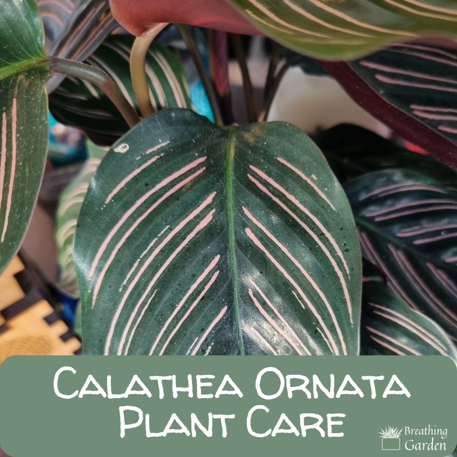 how to care for calathea ornata, green leaf with pink stripes