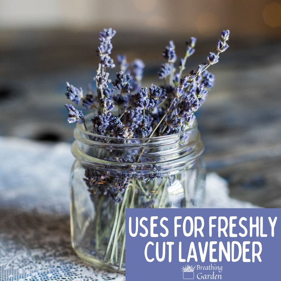 uses for fresh lavender - cut lavender in a jar