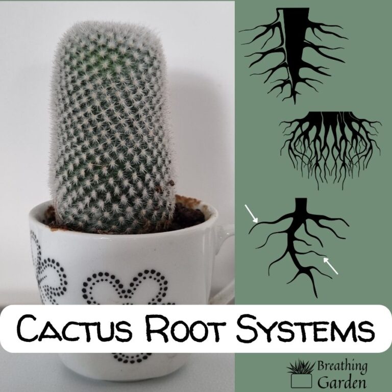 Do Cacti Have Roots? Yes! Discover The Cactus Root Systems Breathing