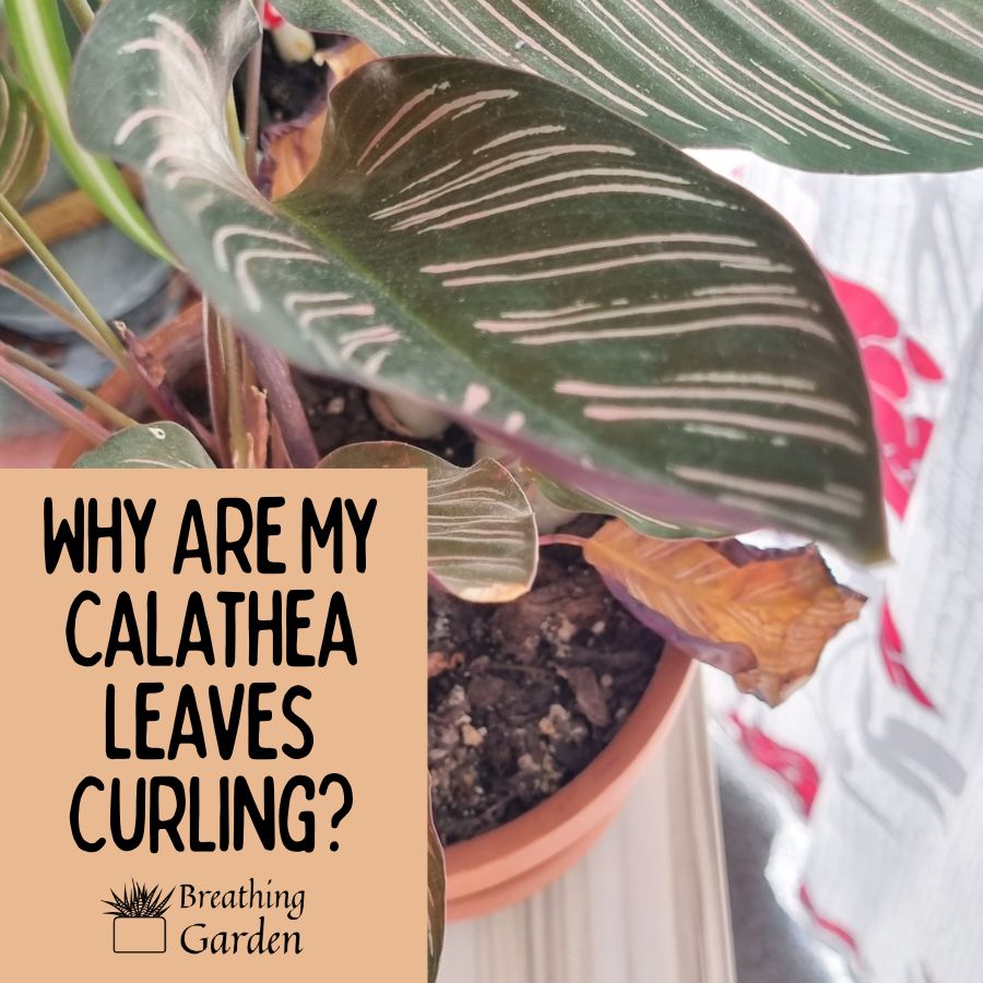 calathea leaves curling