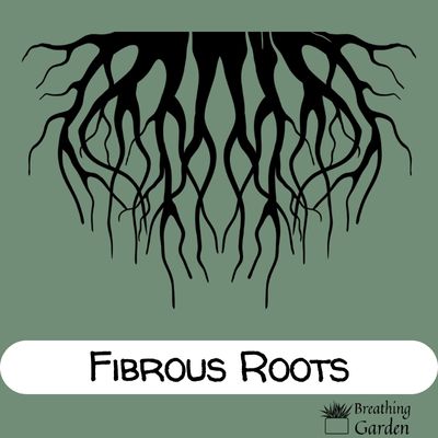 plant fibrous roots diagram