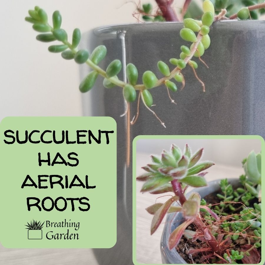 succulent aerial roots