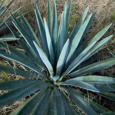 blue agave plant in field