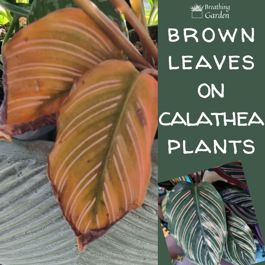 calathea leaves turning brown