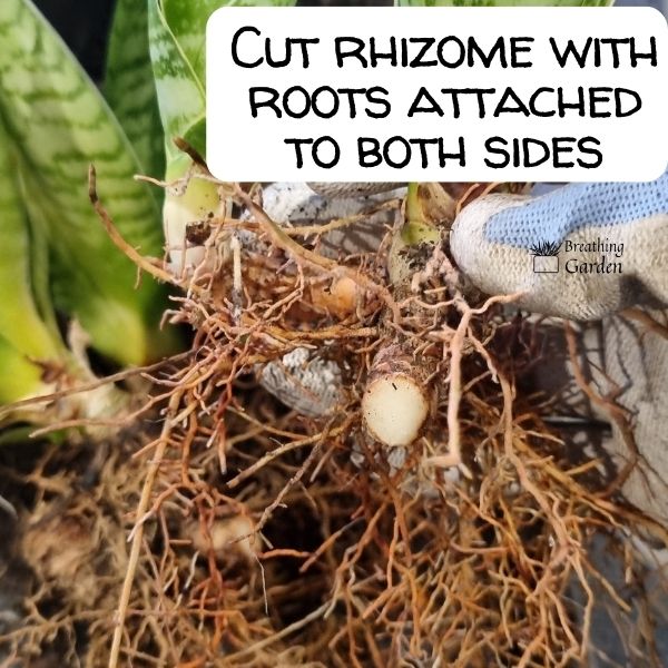 cutting the rhizome