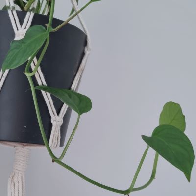 green pothos plant