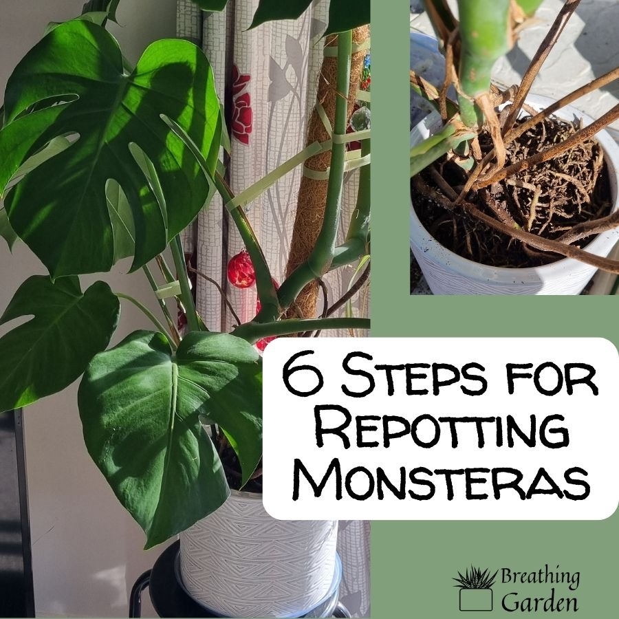 how to repot a monstera - 6 steps