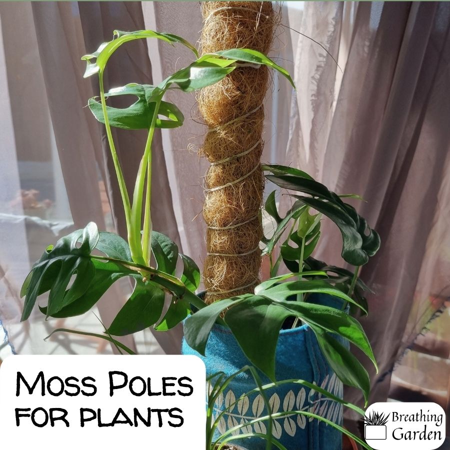 small swiss cheese plant with moss pole for plant in it