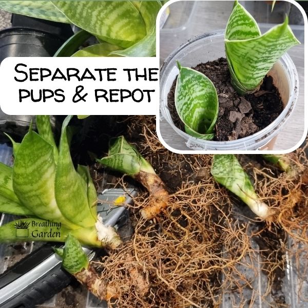 separate the pups and repot them