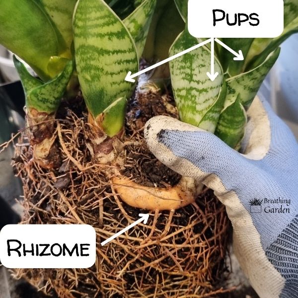 rhizomes and pups