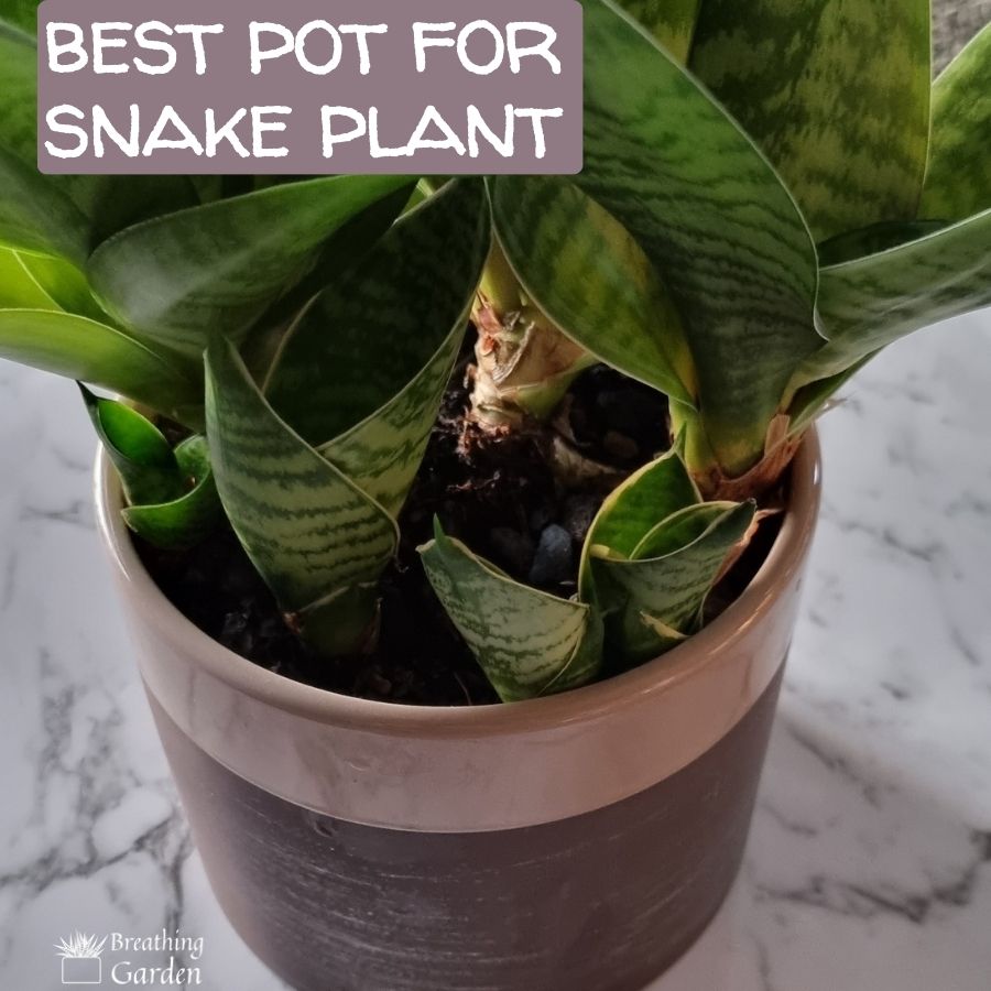 best pot for snake plant