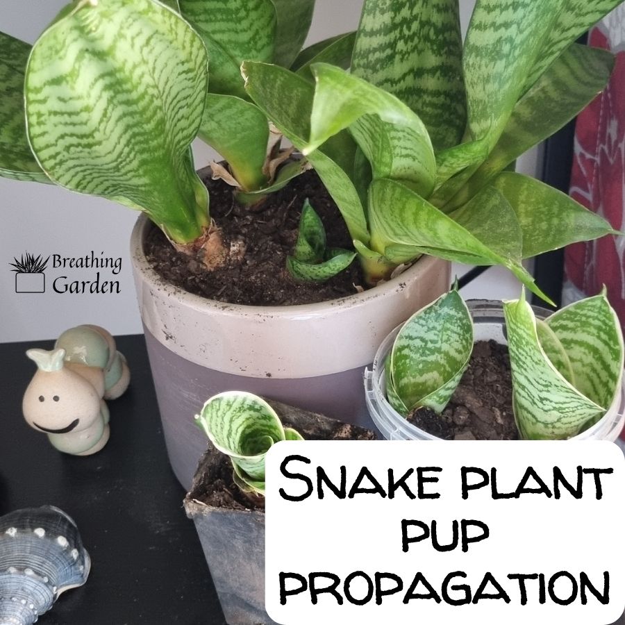 snake plant pups