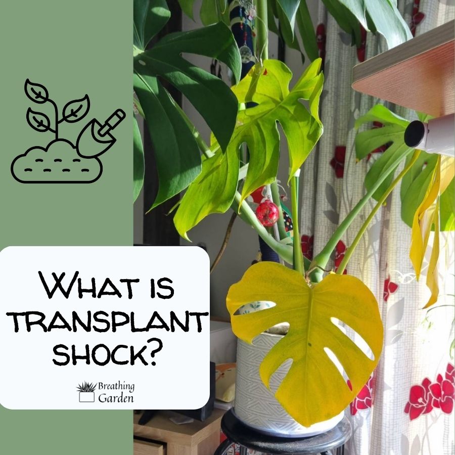what is transplant shock? yellowing monstera