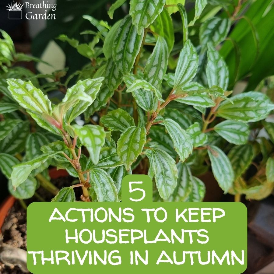 5 actions to keep houseplants thriving in autumn with a plant behind the words
