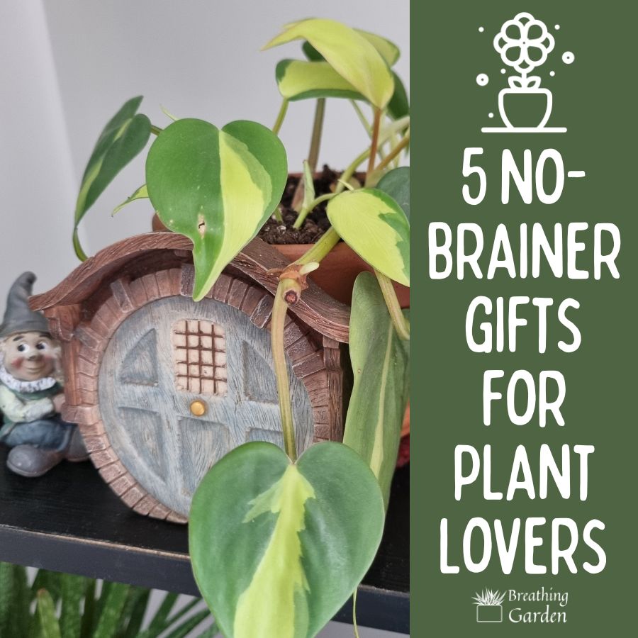 5 no brainer gifts for plant lovers with philodendron plant and fairy door