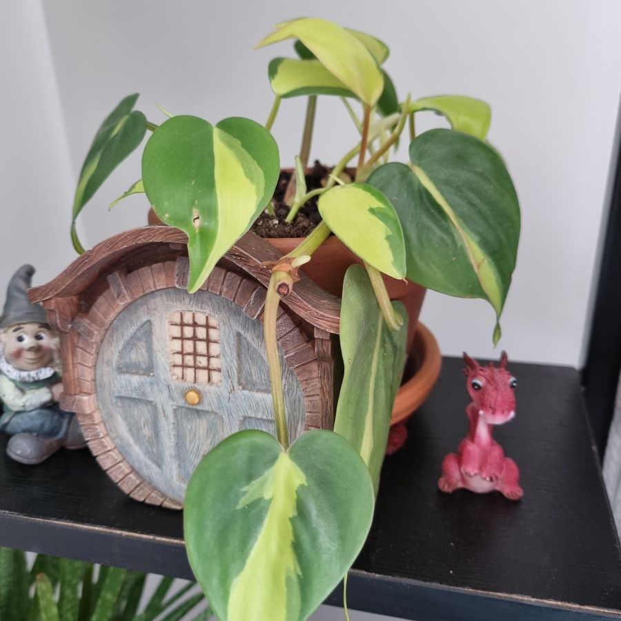 philodendron plant with decorations