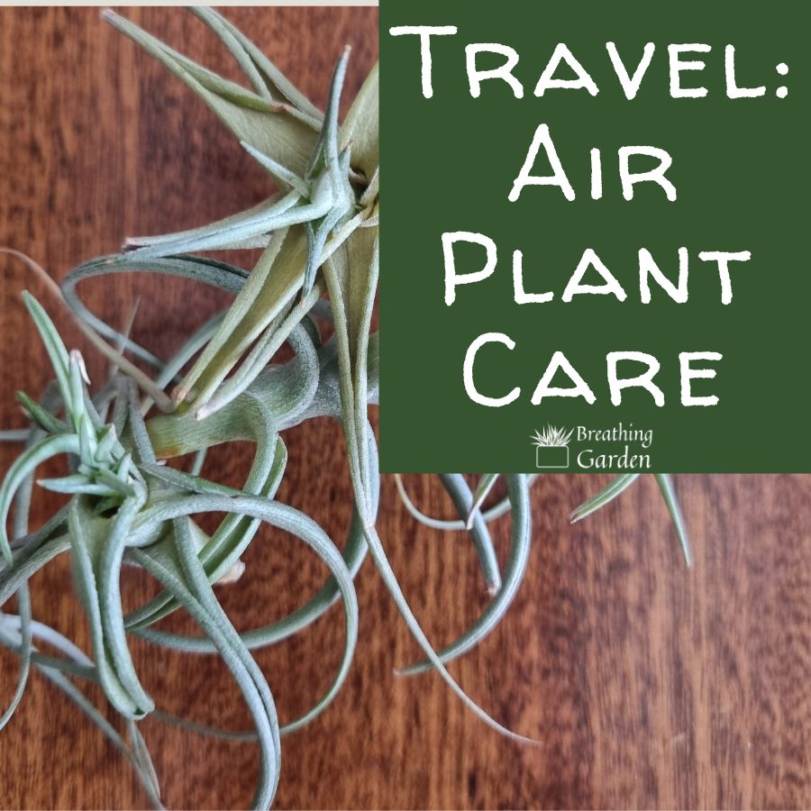 image of 3 air plants with the title "travel: air plant care" written on it